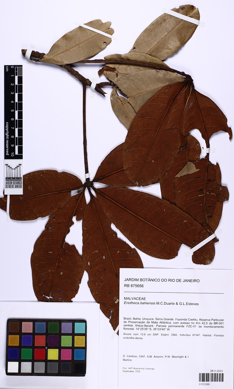 Eriotheca bahiensis photo 7