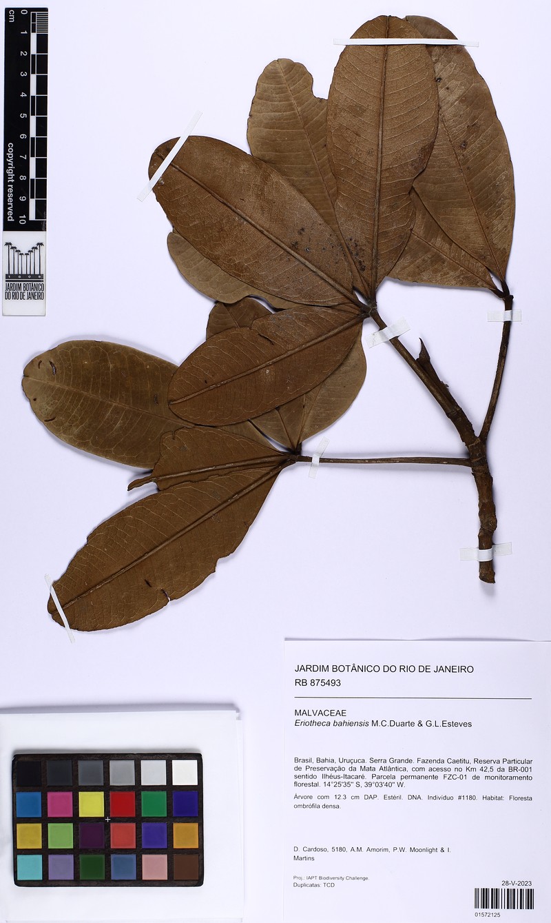 Eriotheca bahiensis photo 8