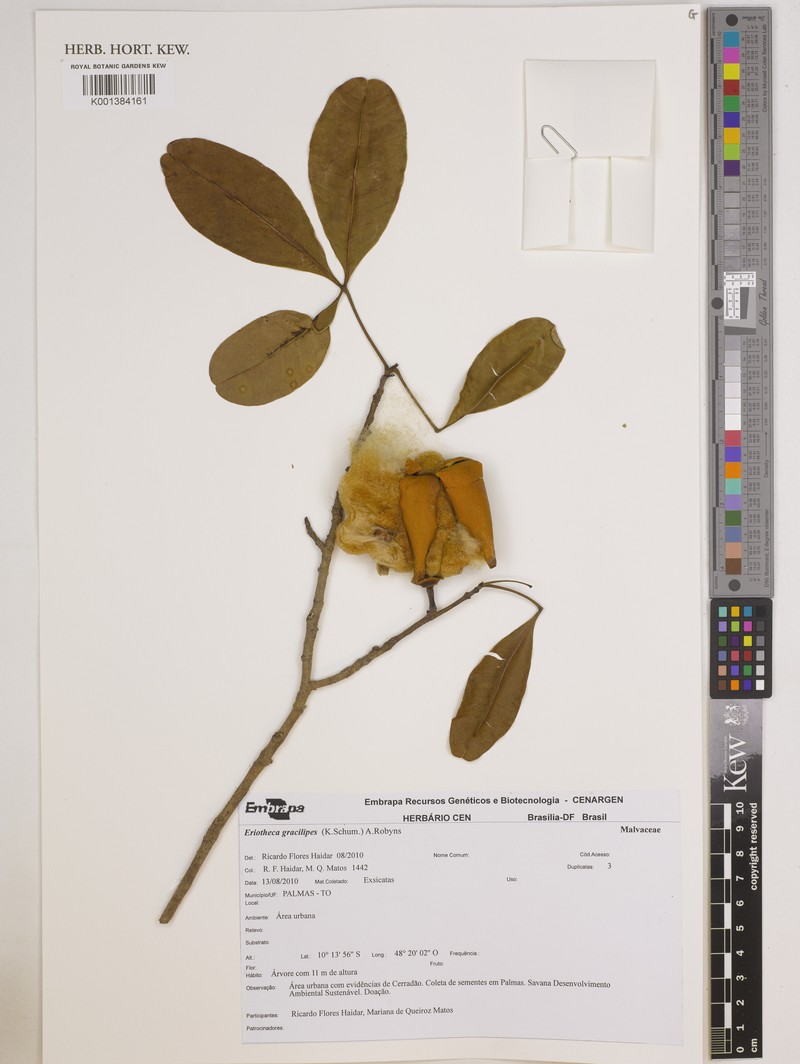 Eriotheca crenulata
