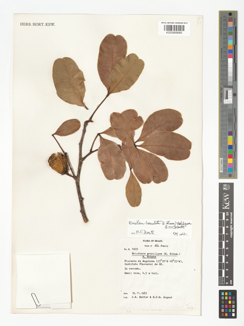 Eriotheca crenulata photo 2