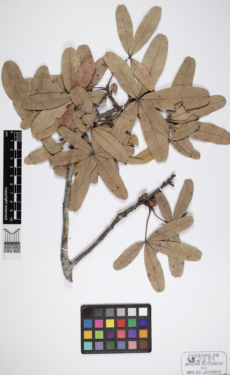 Eriotheca estevesiae
