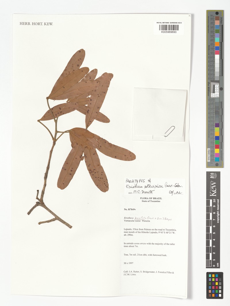Eriotheca estevesiae photo 2