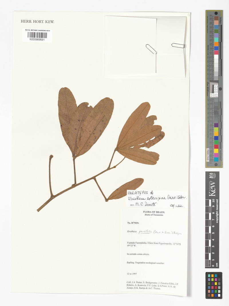 Eriotheca estevesiae photo 3