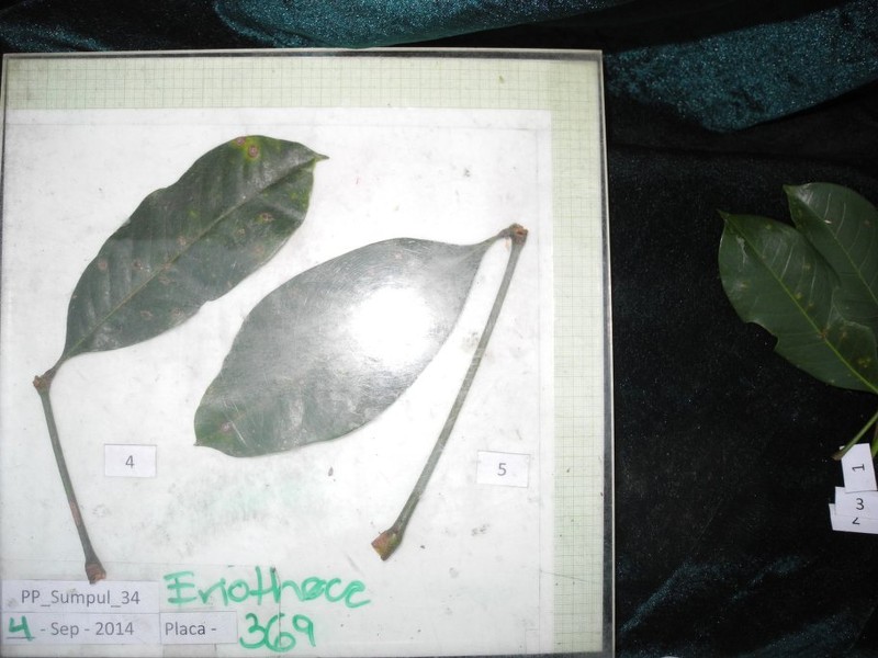 Eriotheca sclerophylla photo 2