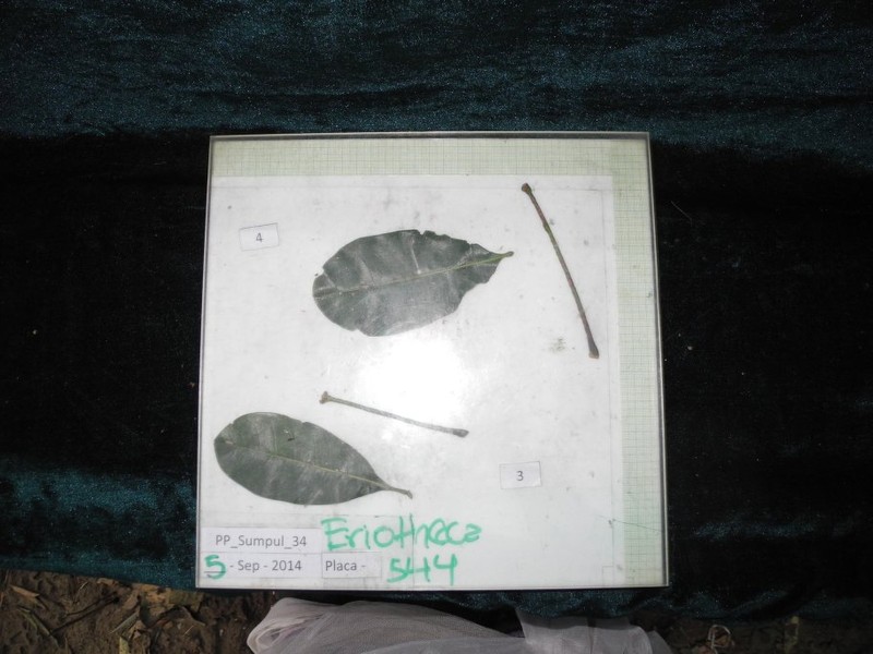 Eriotheca sclerophylla photo 3
