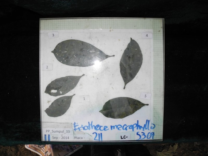 Eriotheca sclerophylla photo 4