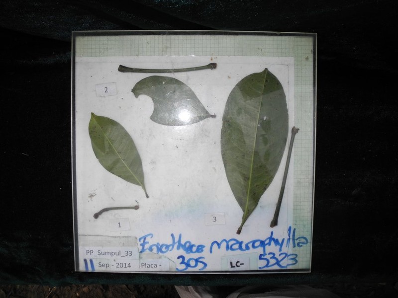 Eriotheca sclerophylla photo 5