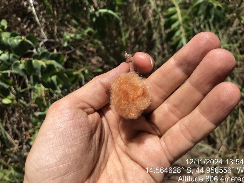 Eriotheca uniflora