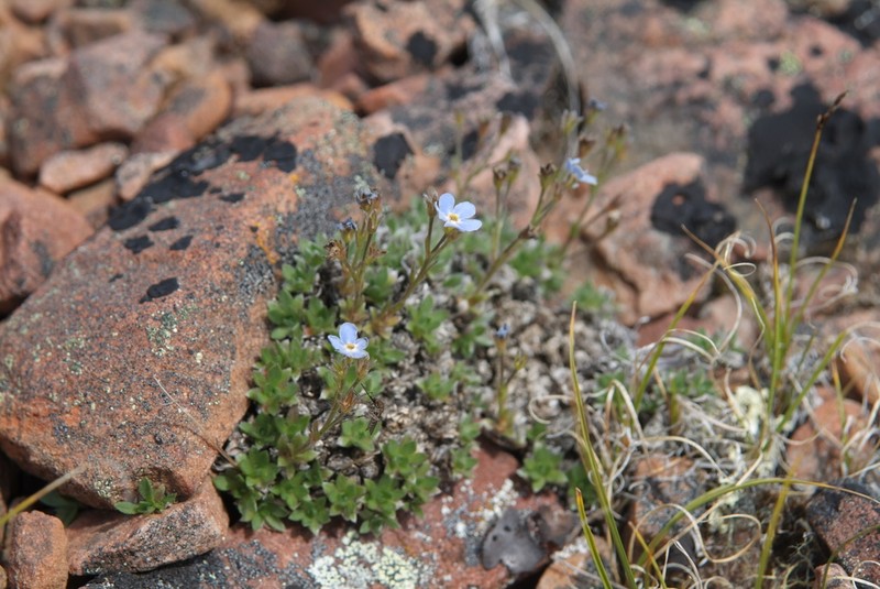 Eritrichium arctisibiricum