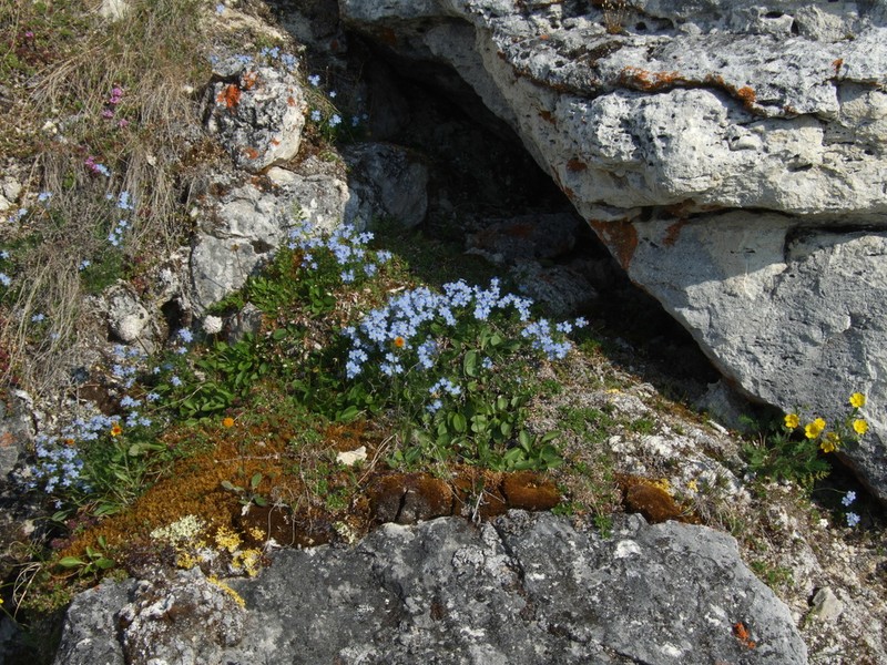 Eritrichium arctisibiricum photo 2