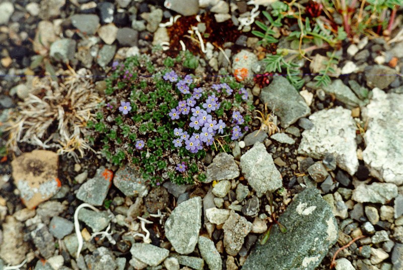 Eritrichium arctisibiricum photo 3