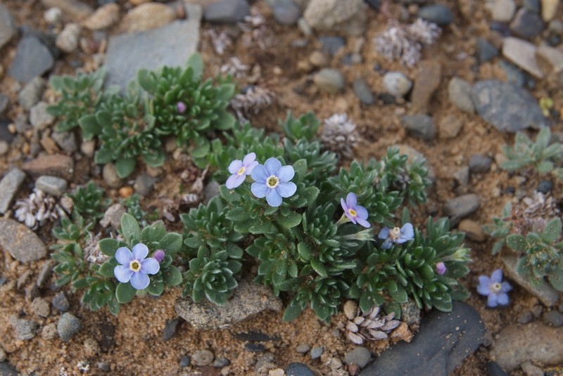 Eritrichium arctisibiricum photo 4