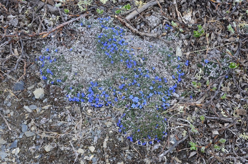 Eritrichium arctisibiricum photo 5