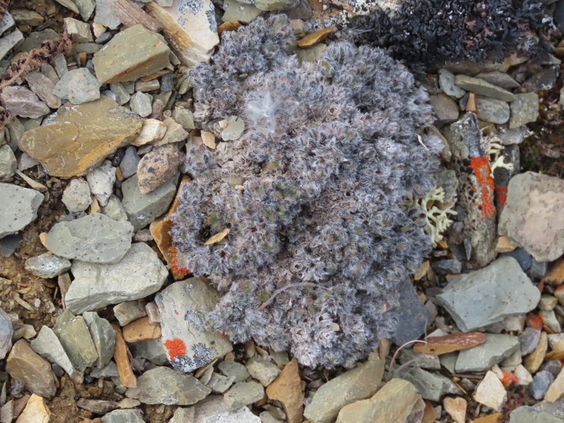 Eritrichium arctisibiricum photo 6