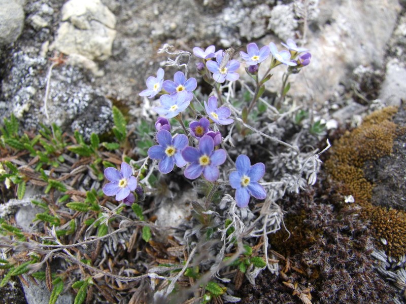 Eritrichium arctisibiricum photo 7