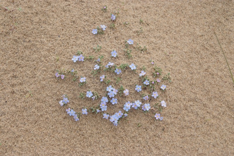 Eritrichium arctisibiricum photo 8