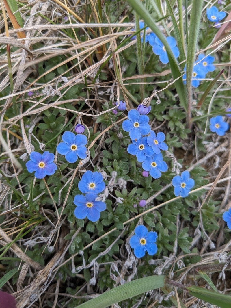 Eritrichium arenosum