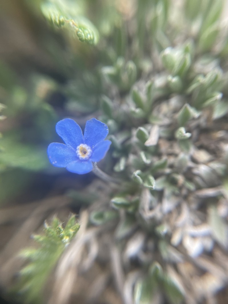 Eritrichium aretioides photo 2