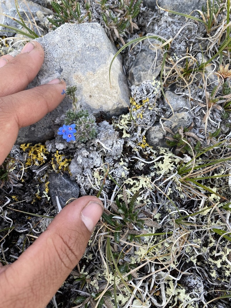 Eritrichium aretioides photo 3