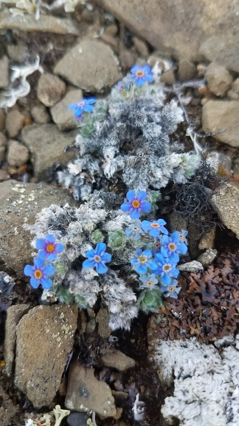 Eritrichium aretioides photo 4