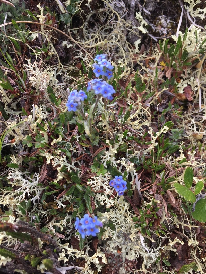 Eritrichium aretioides photo 5
