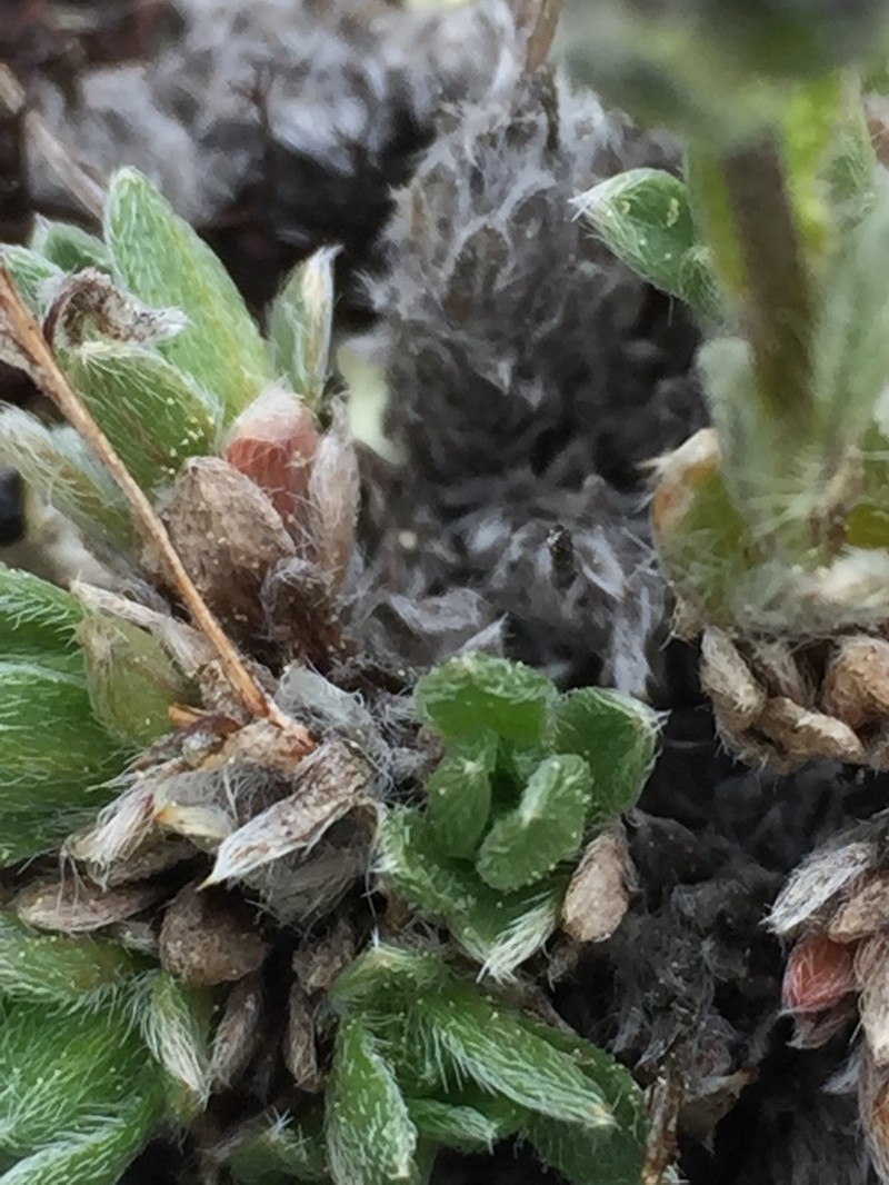 Eritrichium aretioides photo 6