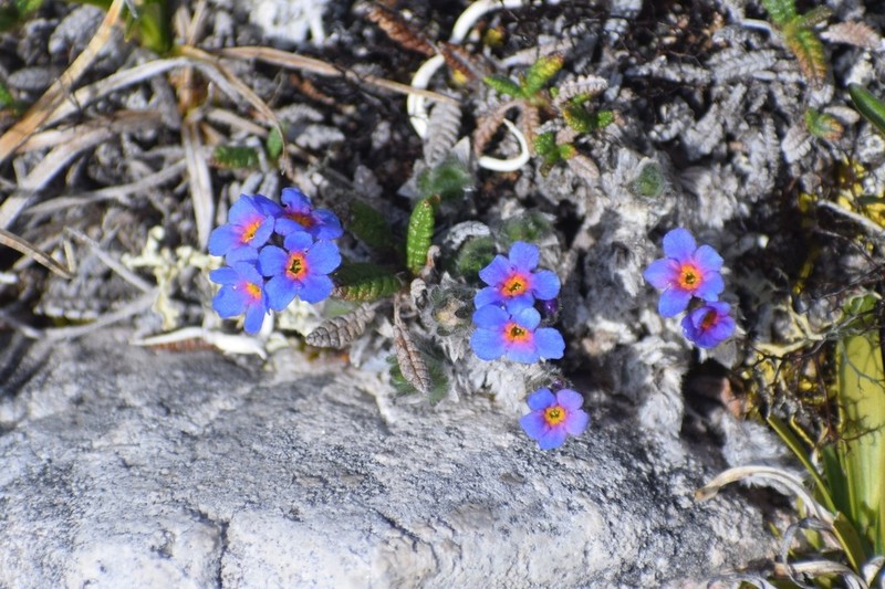 Eritrichium aretioides photo 7