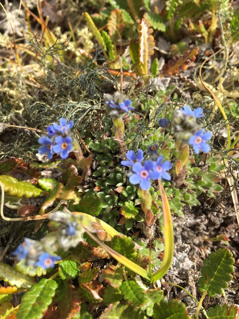 Eritrichium aretioides photo 8
