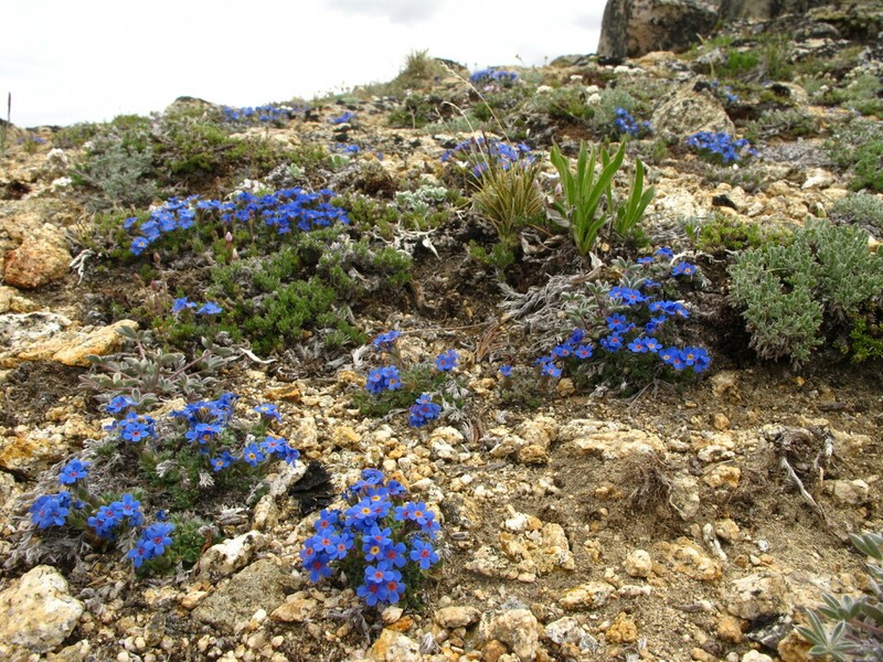 Eritrichium argenteum