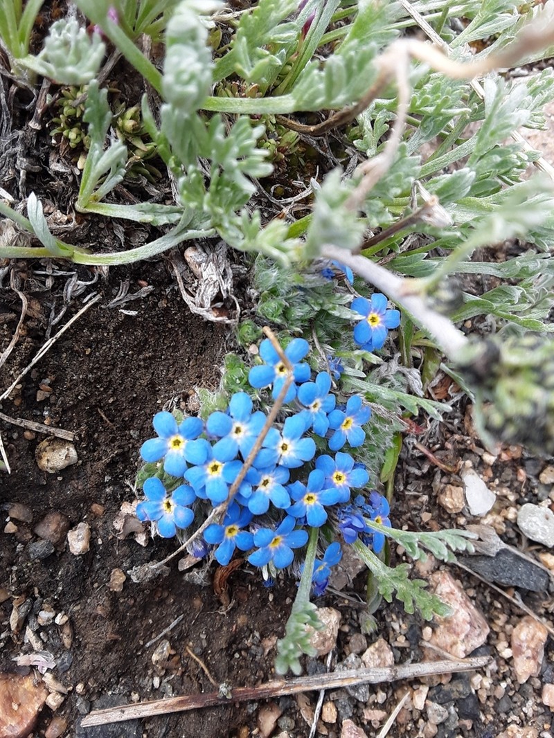 Eritrichium argenteum photo 2