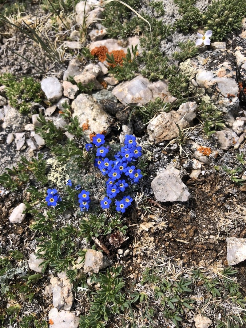 Eritrichium argenteum photo 3