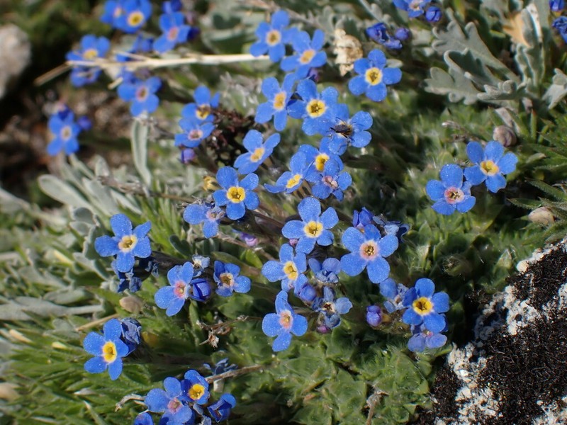 Eritrichium argenteum photo 4