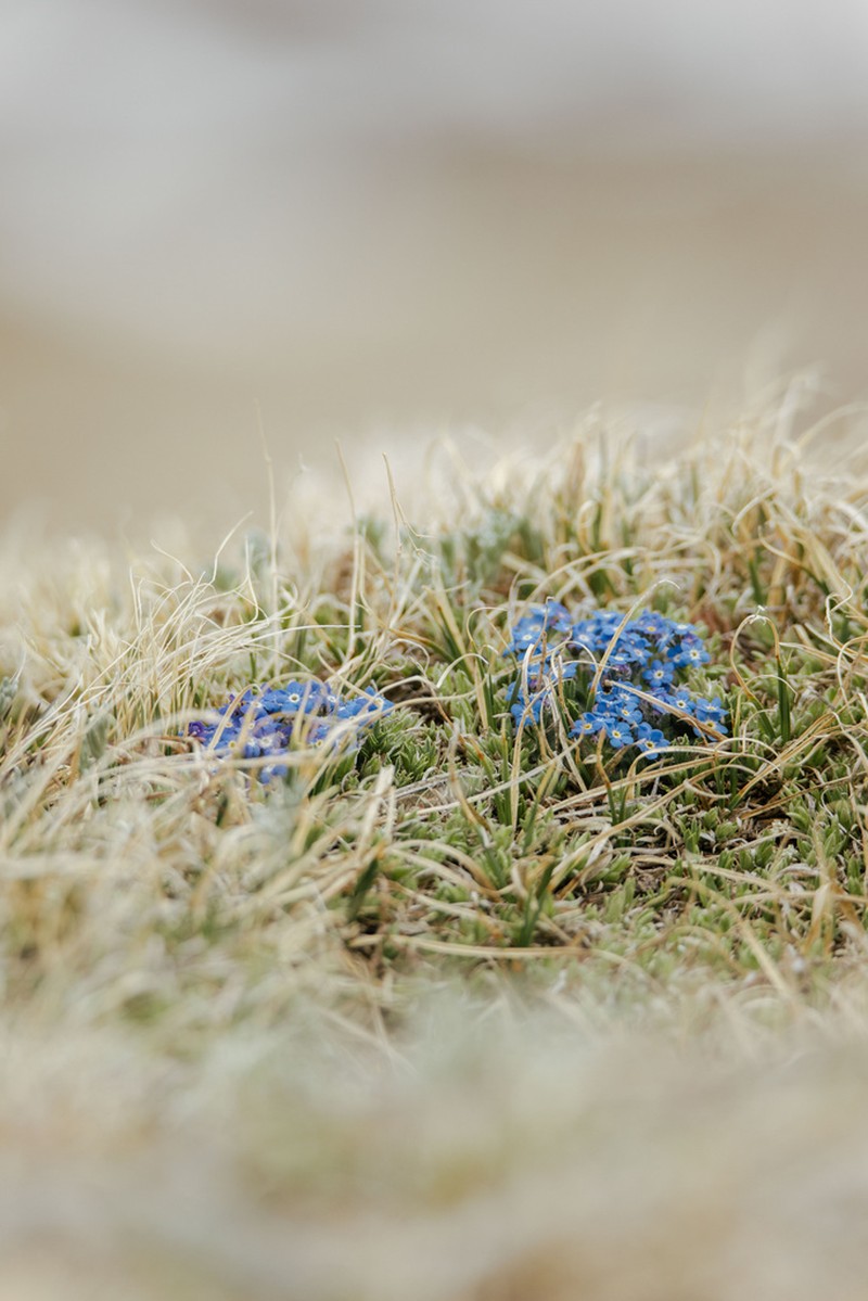 Eritrichium argenteum photo 5
