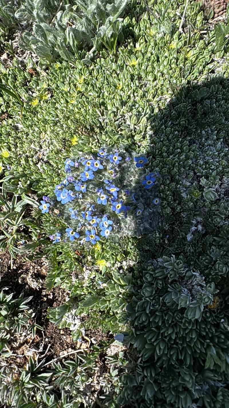 Eritrichium argenteum photo 6