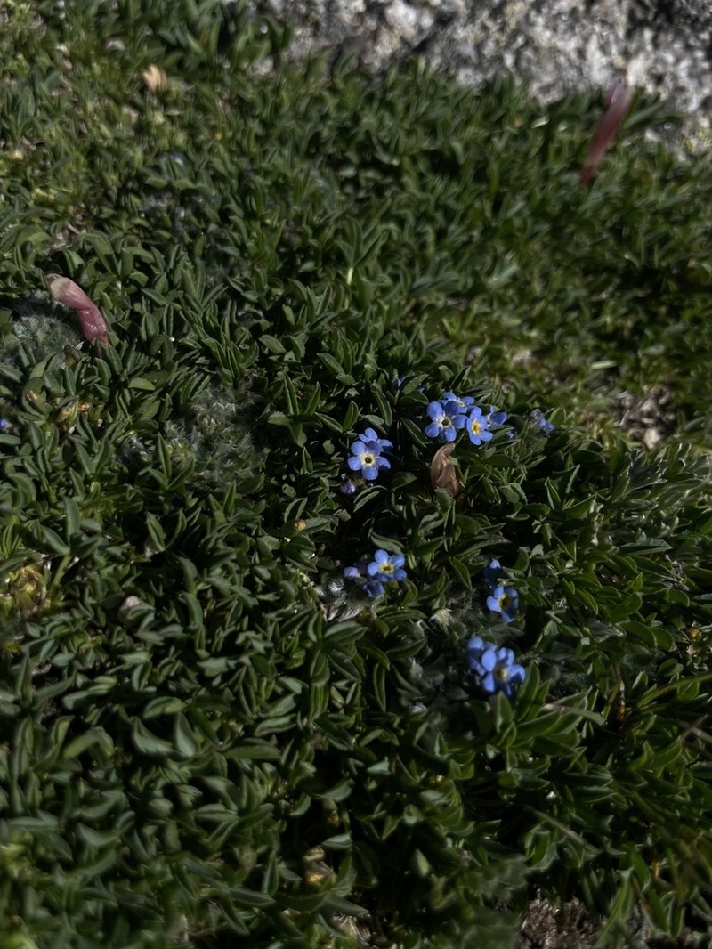 Eritrichium argenteum photo 7