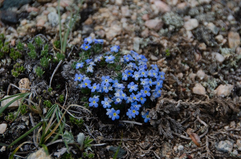 Eritrichium argenteum photo 8