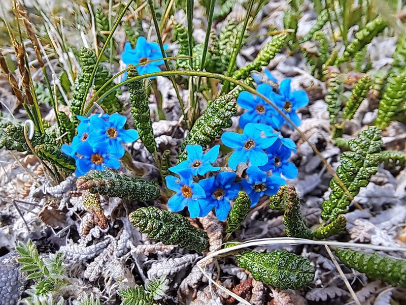 Eritrichium boreale photo 3