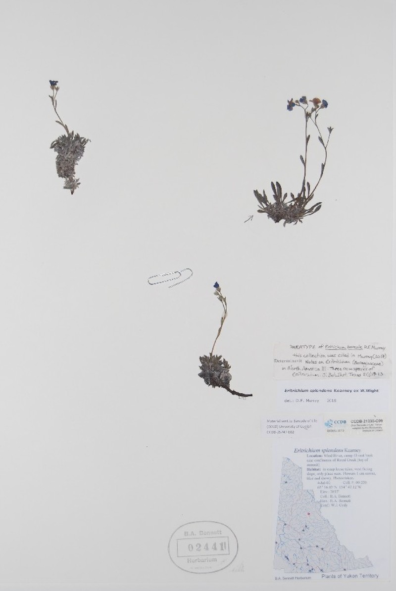 Eritrichium boreale photo 4