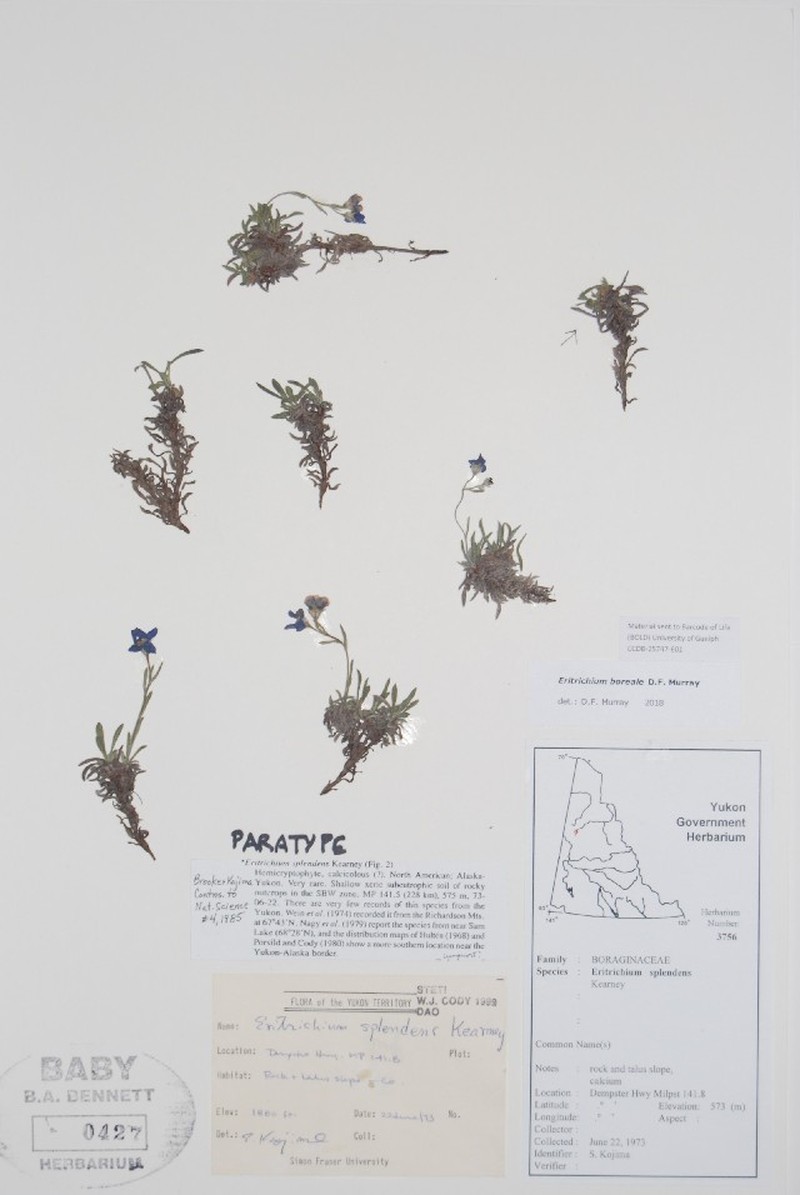 Eritrichium boreale photo 5
