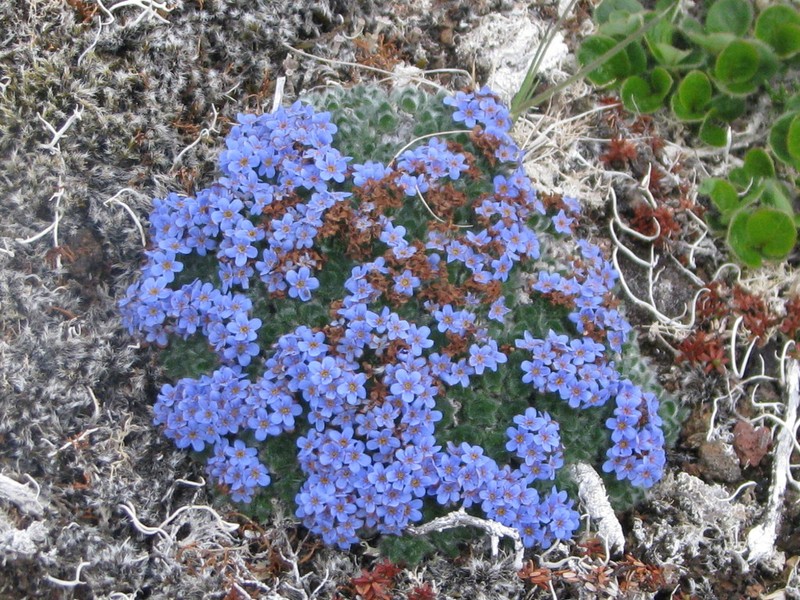 Eritrichium chamissonis