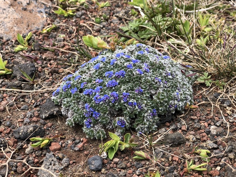 Eritrichium chamissonis photo 2