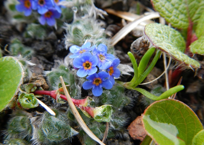 Eritrichium chamissonis photo 3
