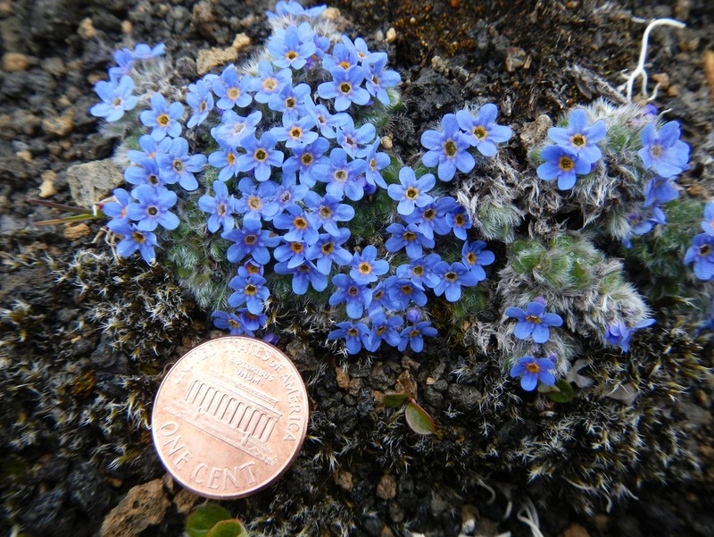 Eritrichium chamissonis photo 4
