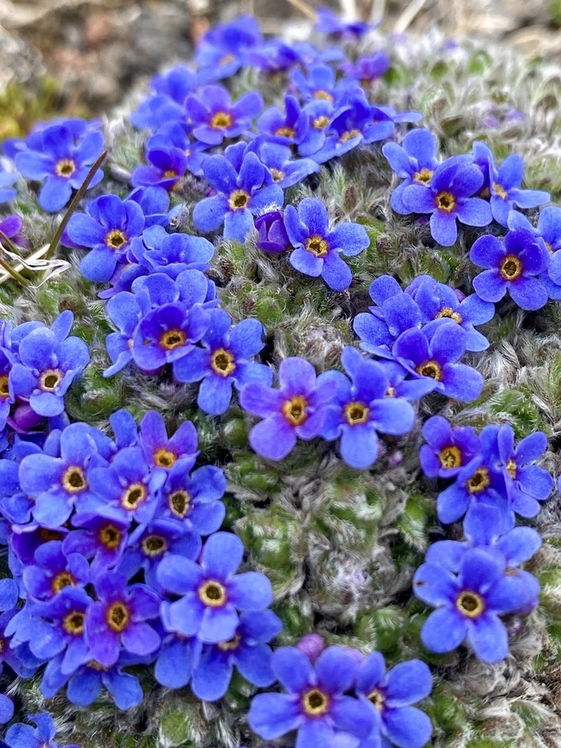 Eritrichium chamissonis photo 5
