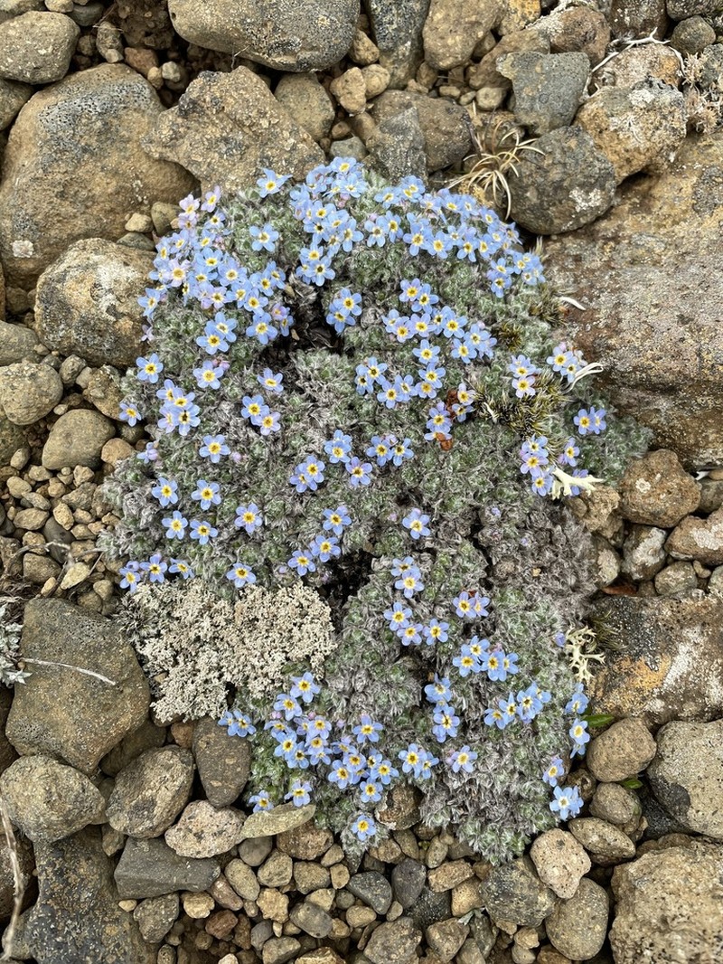 Eritrichium chamissonis photo 6