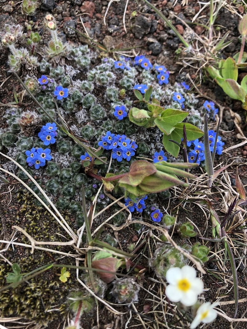 Eritrichium chamissonis photo 7