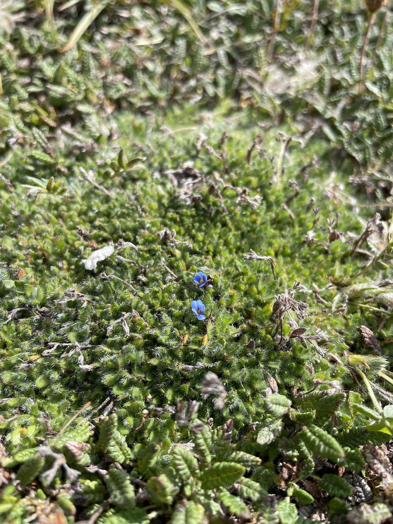 Eritrichium chamissonis photo 8