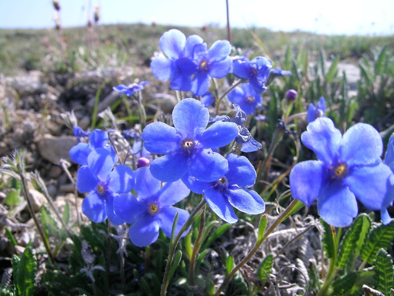 Eritrichium grandiflorum photo 2