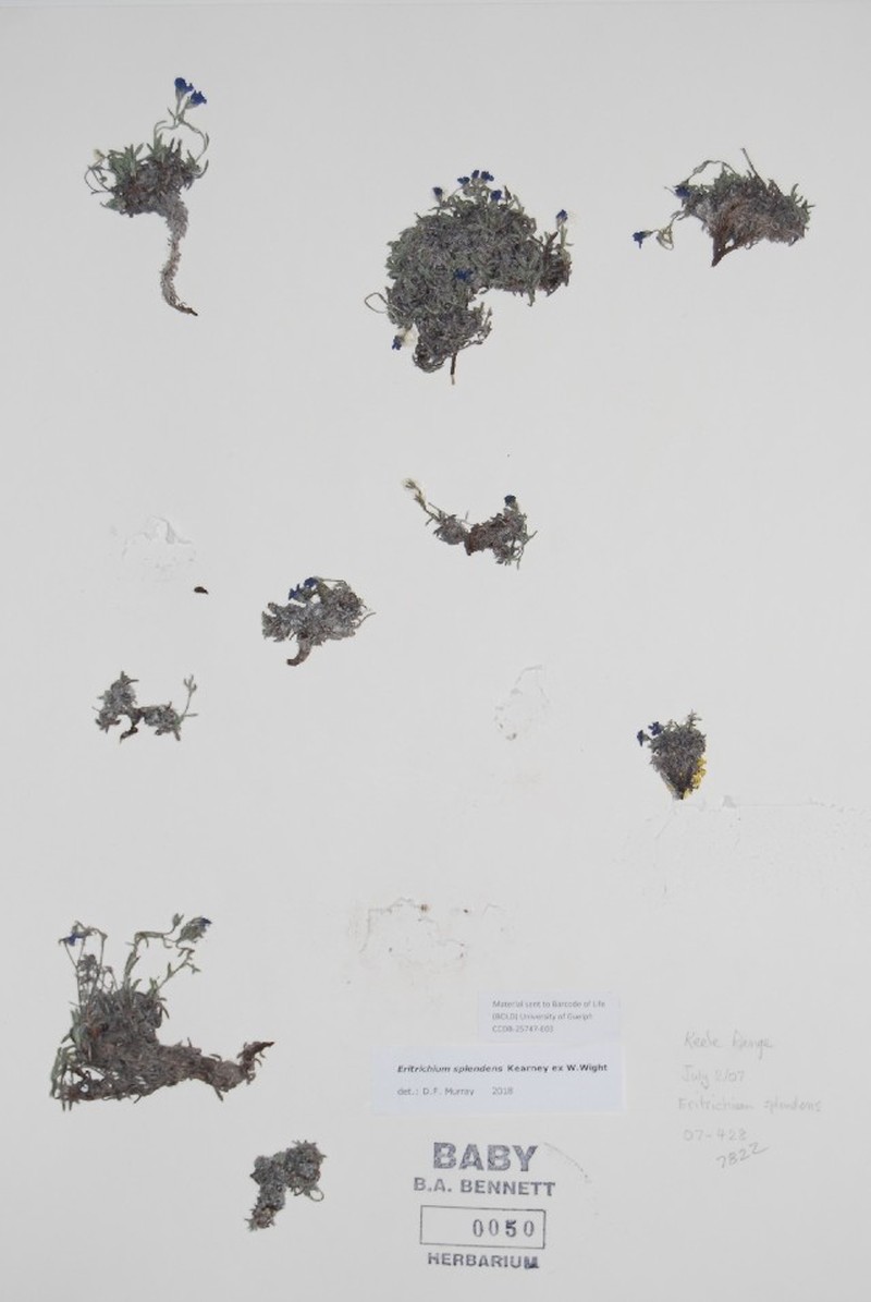 Eritrichium grandiflorum