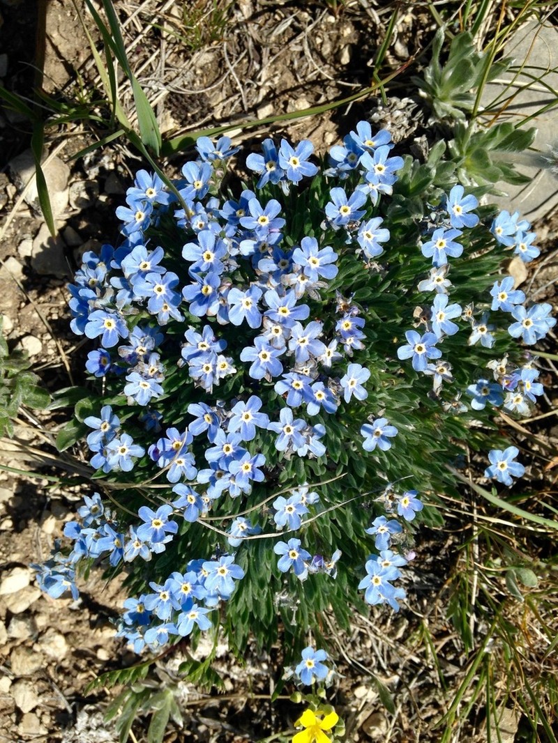 Howard's Alpine Forget-Me-Not